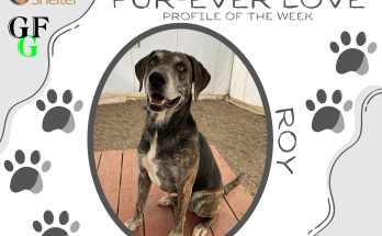 Fur-Ever Love - Roy