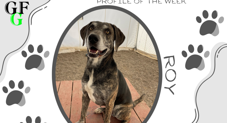Fur-Ever Love - Roy