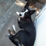 Death Notice for Cynthia Charlotte Stienmetz-Jackson