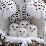 Obituary of Debra Rose Klingerman