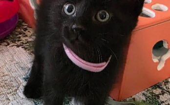 Photo credit Pet Paw See