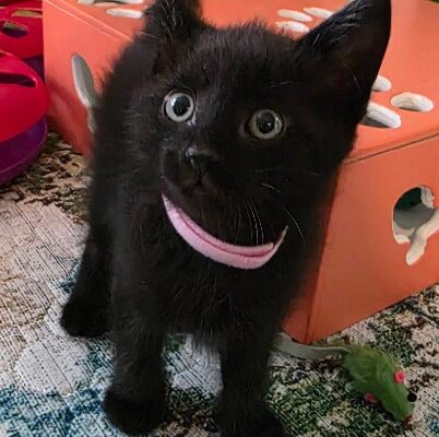 Photo credit Pet Paw See