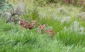 Mule deer Photo courtesy of FWP