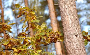 Dutch Elm Disease