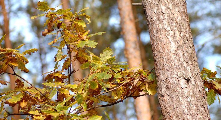 Dutch Elm Disease
